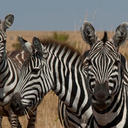 Casart Game Lodge Grietjie Game Reserve Luaran gambar