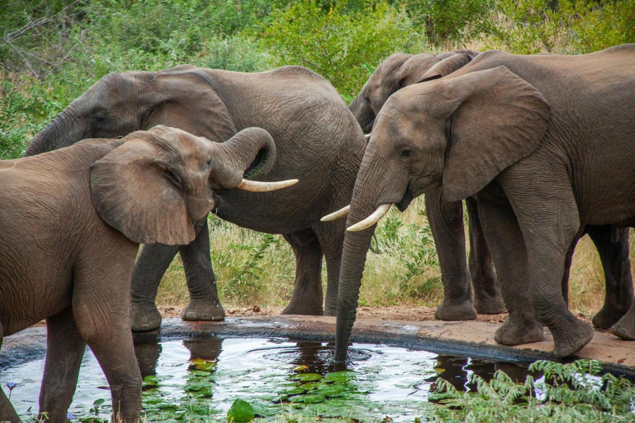 Casart Game Lodge Grietjie Game Reserve Luaran gambar