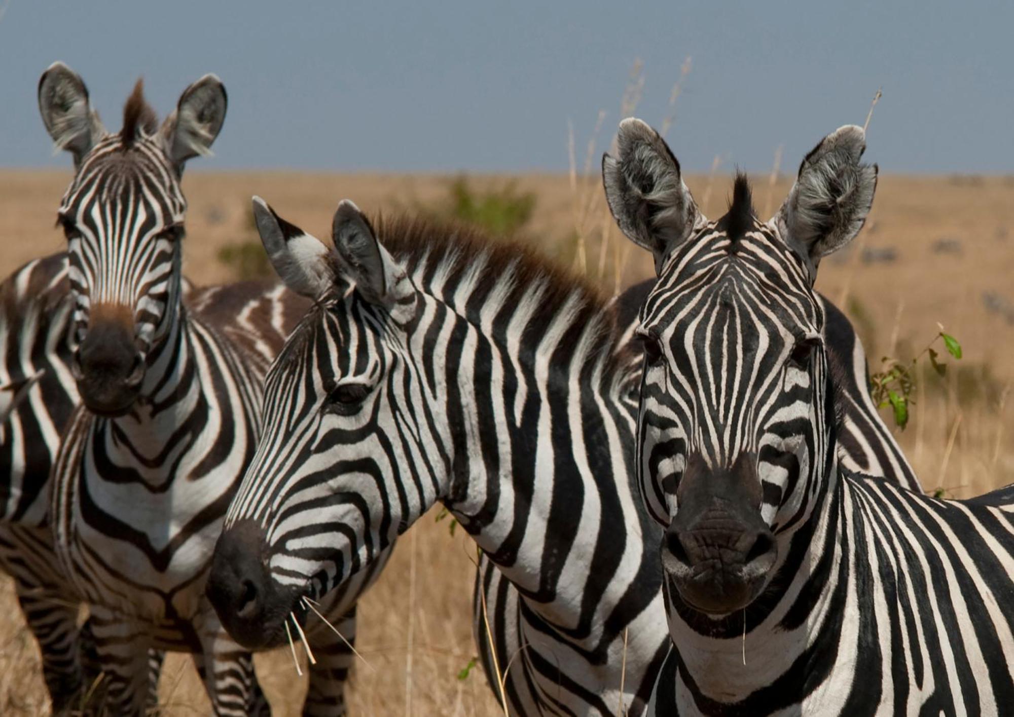 Casart Game Lodge Grietjie Game Reserve Luaran gambar