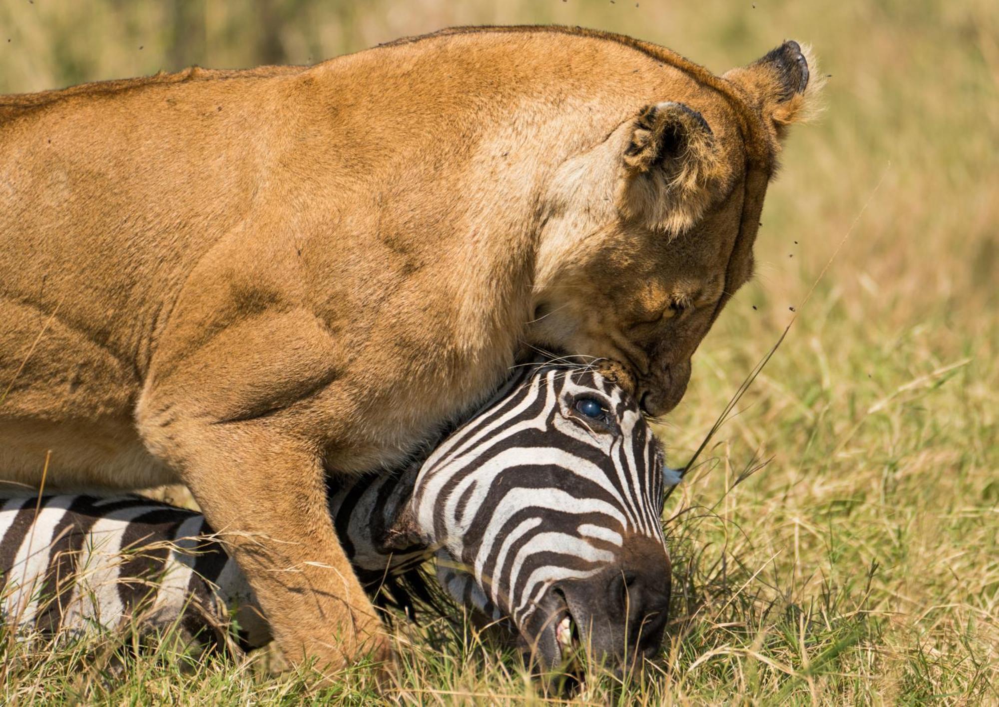 Casart Game Lodge Grietjie Game Reserve Luaran gambar