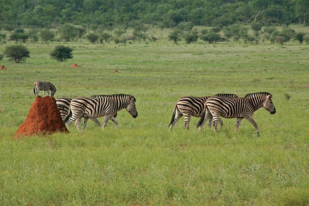 Casart Game Lodge Grietjie Game Reserve Luaran gambar