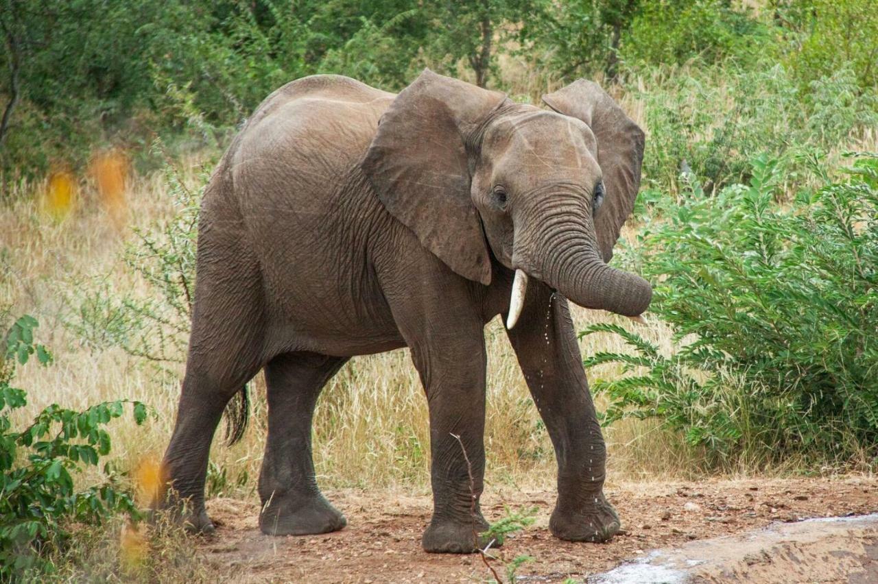 Casart Game Lodge Grietjie Game Reserve Luaran gambar