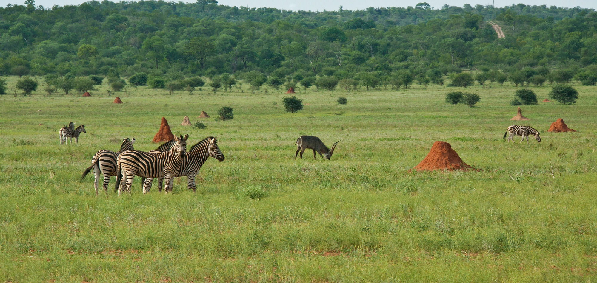 Casart Game Lodge Grietjie Game Reserve Luaran gambar