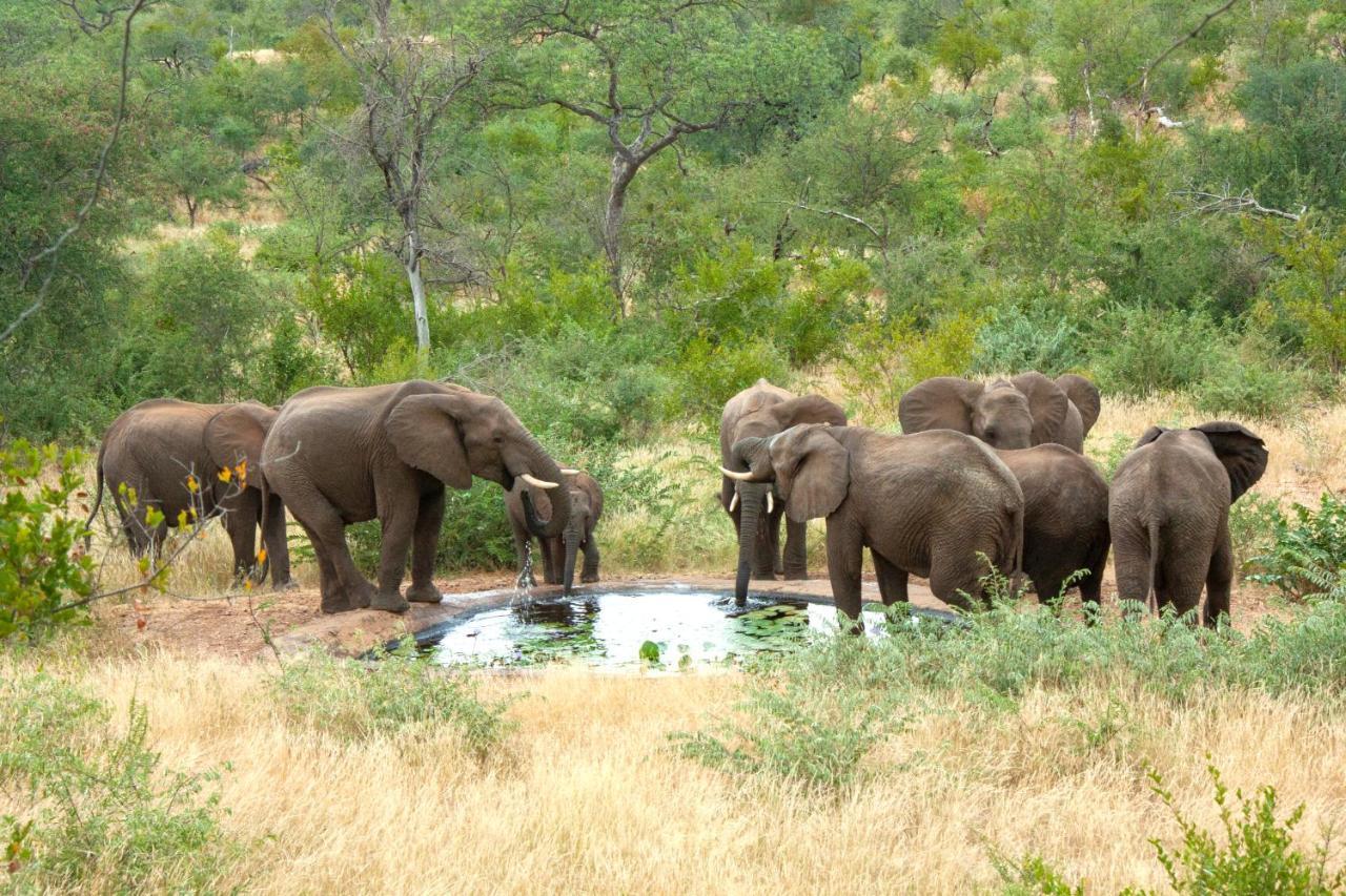Casart Game Lodge Grietjie Game Reserve Luaran gambar